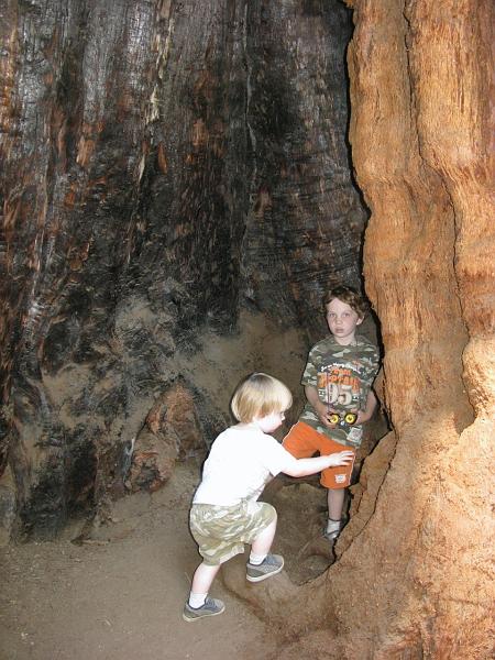 20080715.jpg - [en]15 July 2008 Yosemite, California,hiding inside a sequoia[fr]15 juillet 2008 a Yosemite (California), ils se cachent dans un sequoia