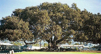 Moreton Bay Fig Tree Moreton Bay Fig Tree